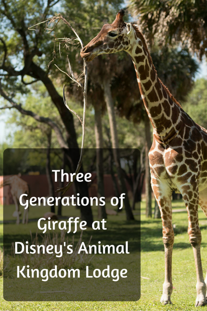 Three Generations of Giraffe at Disney's Animal Kingdom Lodge