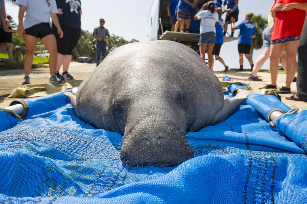 SeaWorld Orlando Returns Rescued Manatees To Florida Waters