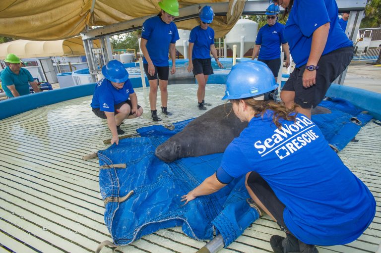 SeaWorld Orlando Manatee Rescue