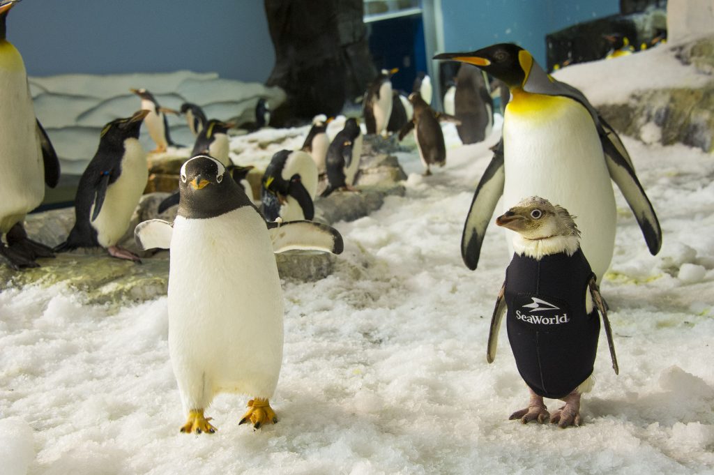 seaworld stuffed penguin