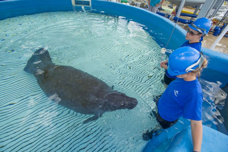 seaworld stuffed manatee